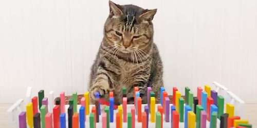 This Video of Cats Watching Dominos Fall Is the Most Soothing Thing We've Ever Seen