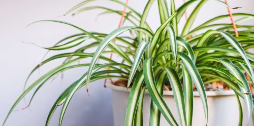 How to Grow and Care for a Spider Plant (Our Favorite Low-Maintenance, Hard-to-Kill Houseplant)