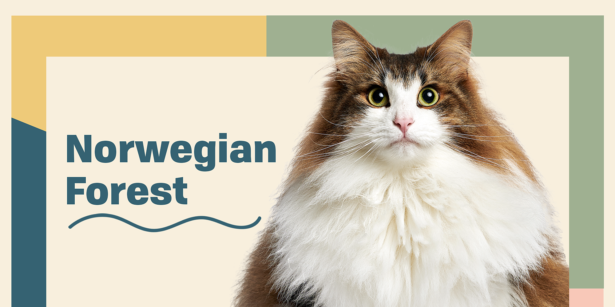 Sagittarius-Norwegian Forest Cat