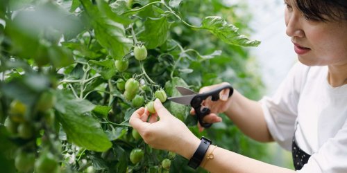 Increase Your Tomato Harvest with These 6 Pruning Tips