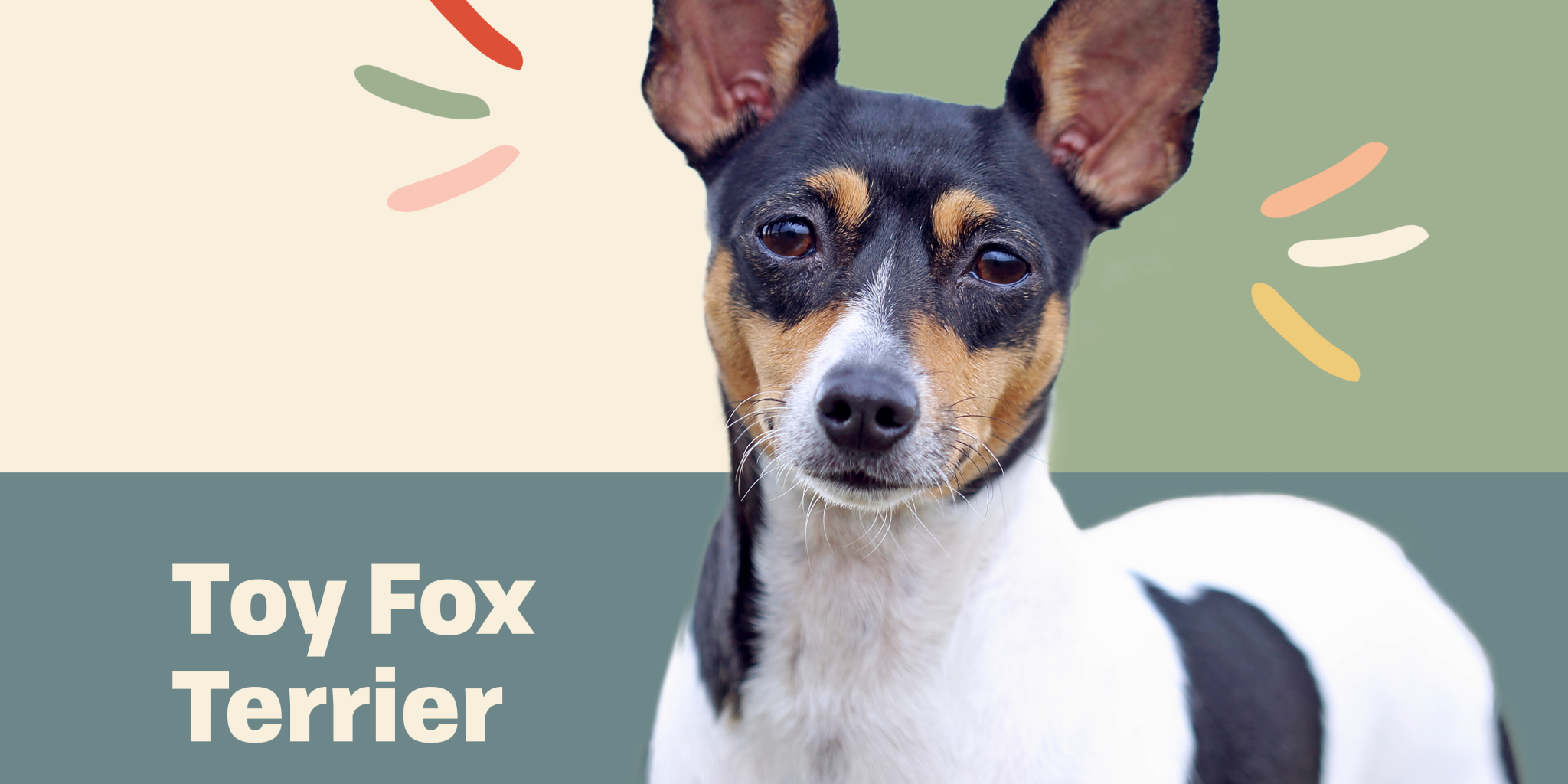 Toy Fox Terrier