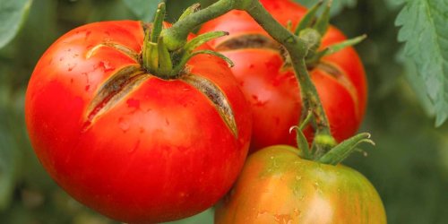 Stop Your Tomatoes from Splitting with These 3 Simple Solutions