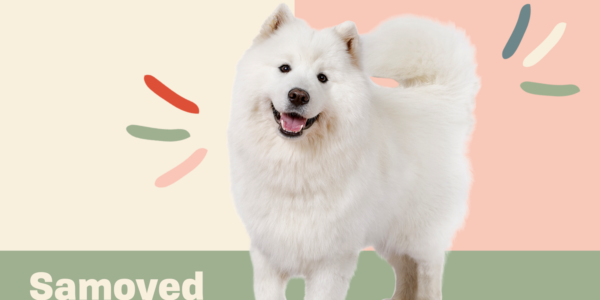 Samoyed