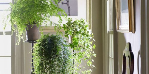How to Get Rid of the Pesky Gnats Buzzing Around Your Houseplants