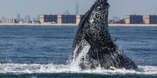 A Humpback Whale Was Found Swimming in NYC Near the Statue of Liberty - See the Incredible Video
