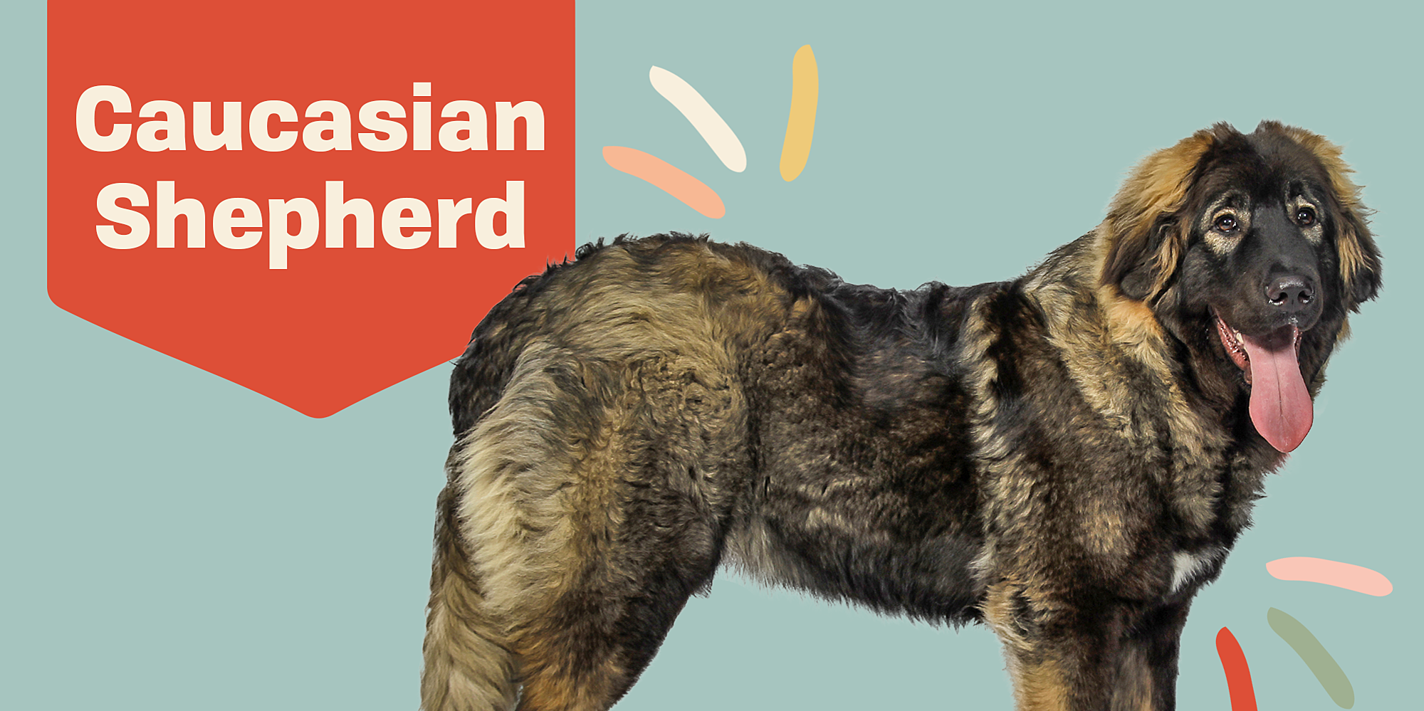 Caucasian Shepherd Dog (Caucasian Ovcharka)