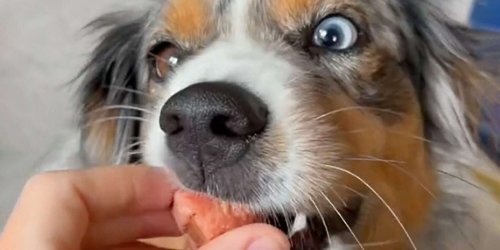 Watch This Miniature American Shepherd Hilariously Outsmart His Owner Who Tried to Sneak a Pill in His Food