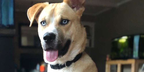Houston Woman Creates Comical, Expletive-Filled Adoption Page for Her 'Hellion' Foster Dog Hank
