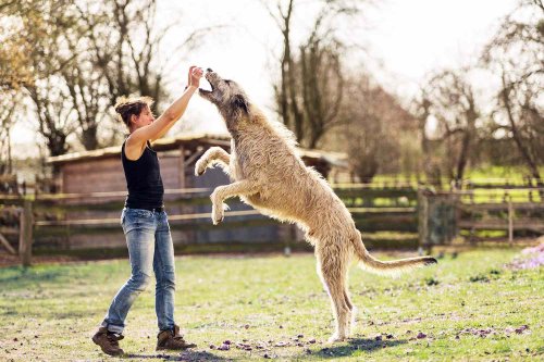 Better Have a High Fence for the 14 Tallest Dog Breeds