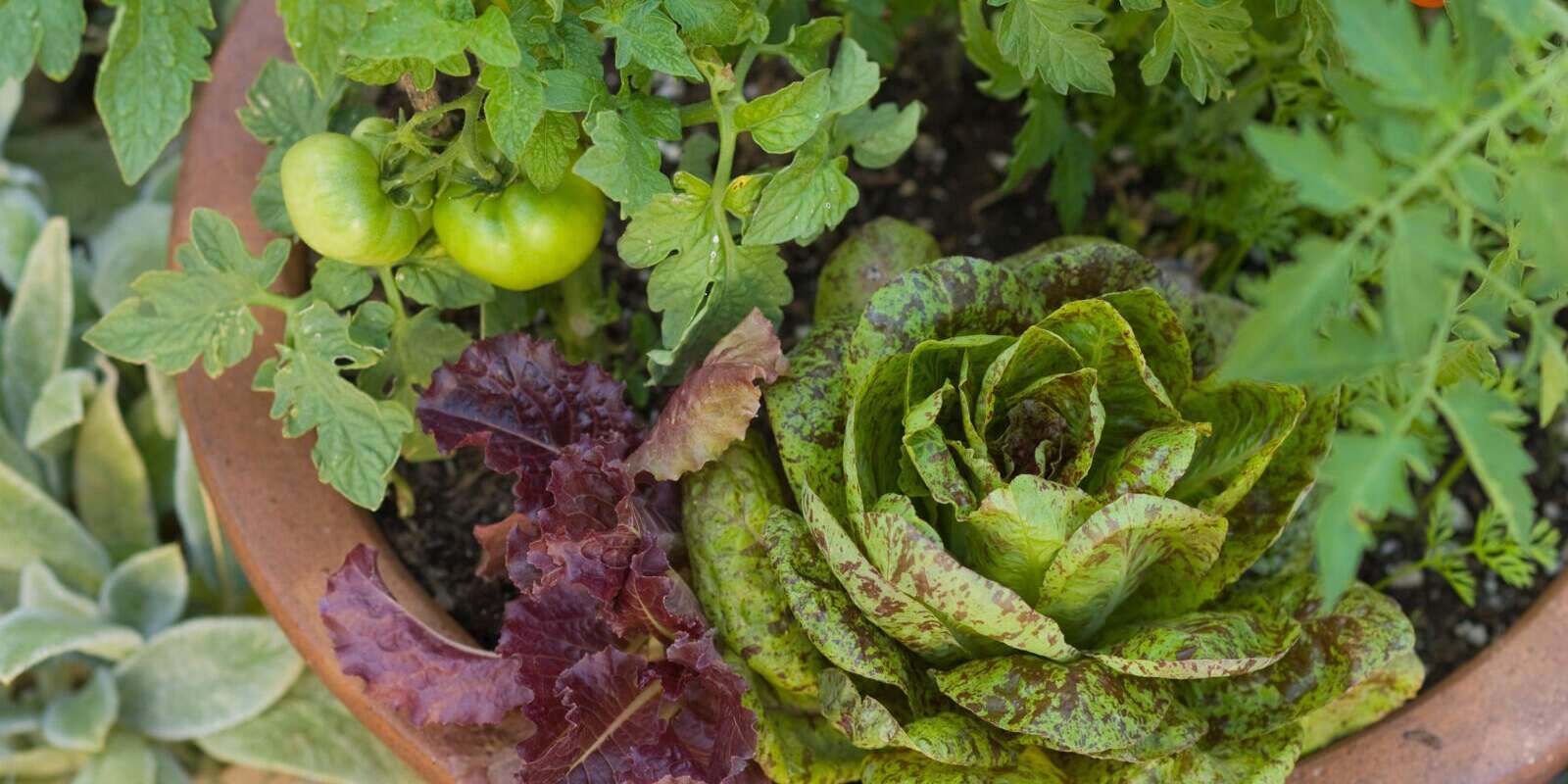 The 14 Easiest Vegetables, Fruits, and Herbs Any New Gardener Can Grow