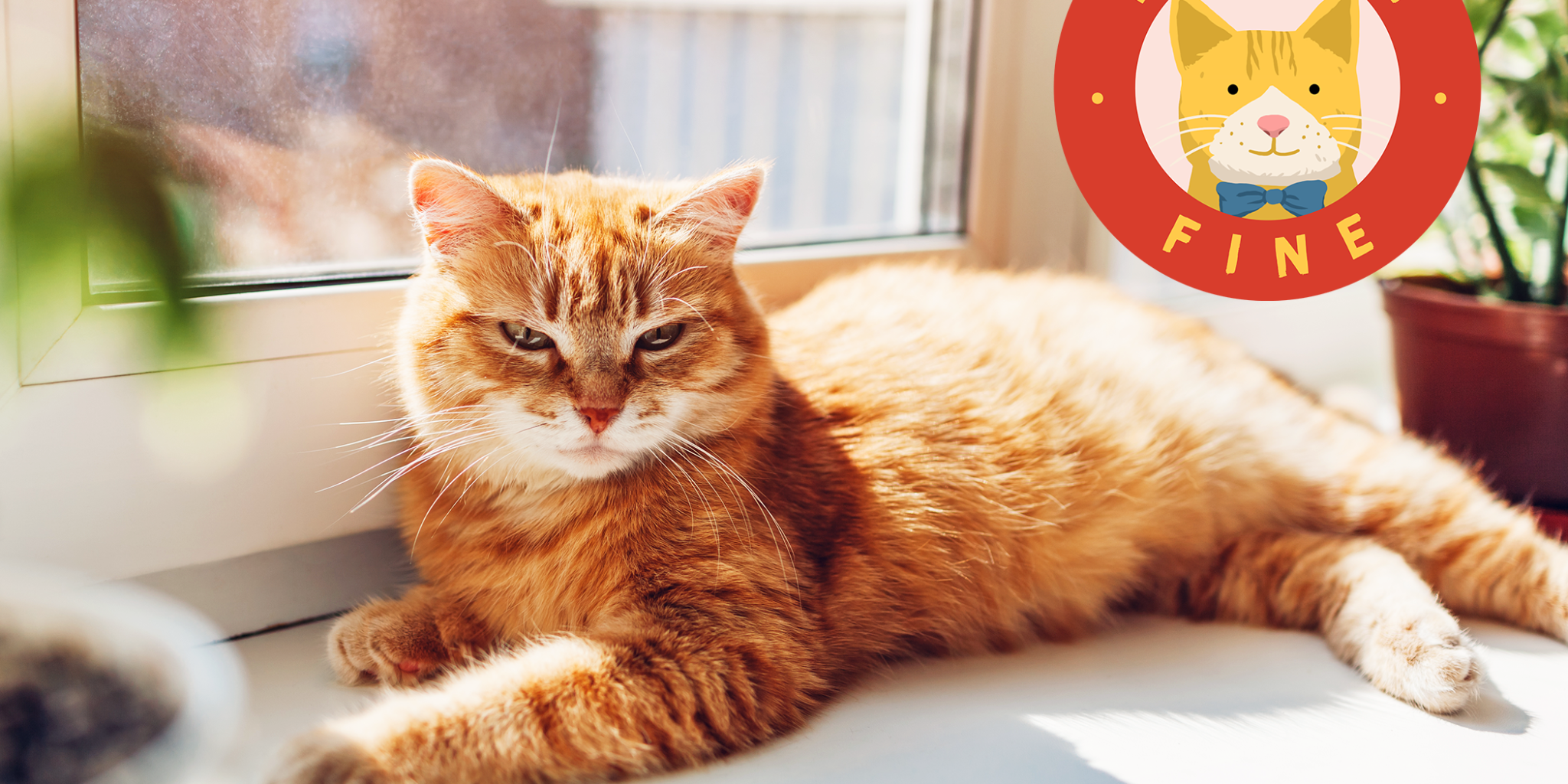 Cats Can Get Sunburns, But Here's How to Prevent It