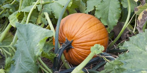 how-long-does-it-take-to-grow-a-pumpkin-flipboard