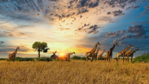 Tipps für den Tansania-Urlaub: Spektakuläre Orte des Landes