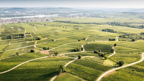 11 herausragende Weingüter im Rheingau