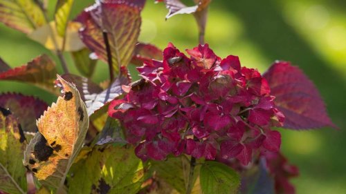 Hortensien im Herbst pflegen: Wann ein Rückschnitt angebracht ist