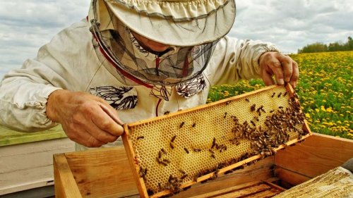 Amerikanische Faulbrut der Bienen