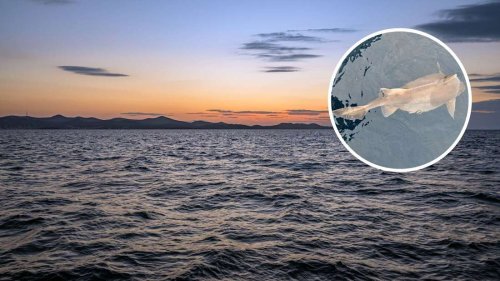 Fischer stößt auf äußerst seltene Hai-Art in der Adria – sie gilt als hochgefährdet