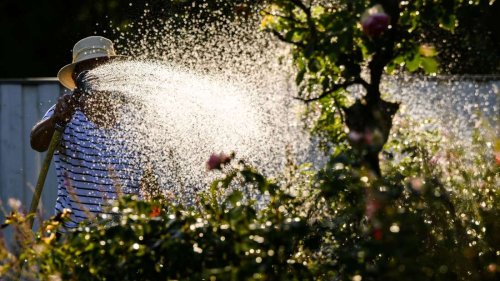 Garten-Tipps: Wann laut Experten gegossen werden soll