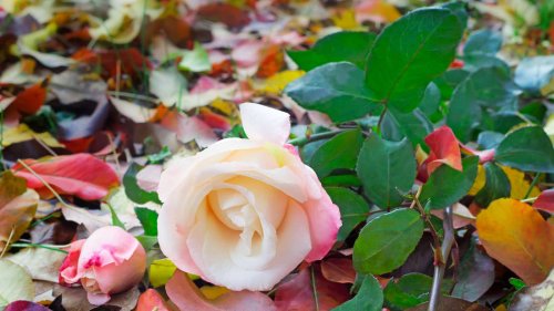 Rosen pflanzen: Deswegen ist jetzt der perfekte Zeitpunkt dafür