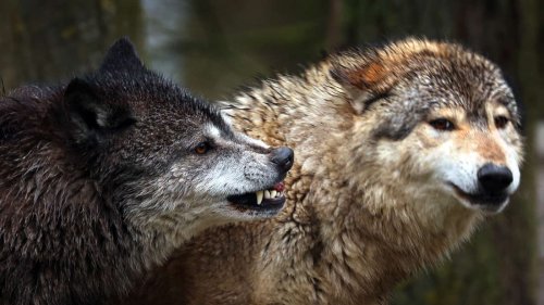 Bestätigt: Wolf aus Alpen hat Schafe in Großhelfendorf gerissen - Genetische Analyse liegt vor