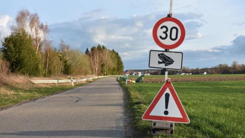 Schutz von Kröten und Fröschen: Straßensperrungen oder Tempolimits in Leutkirch
