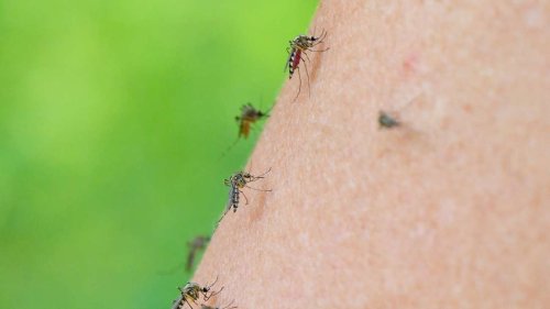 West-Nil-Virus in Großbritannien: Erstmals in einheimischen Mücken nachgewiesen