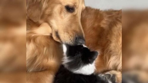 „Er brauchte einen Kumpel“ – Freundschaft zwischen Babykatze und Hund geht ans Herz