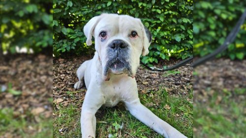 Vom Amt abgenommen: Hund landet schwer krank im Tierheim – Palliativplatz gesucht