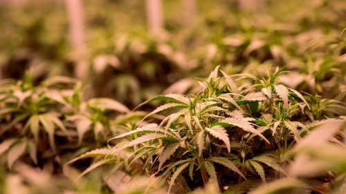 Stromausfall führt zu Cannabis-Plantage und Amphetaminen