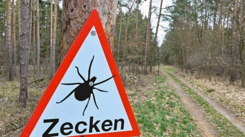 Vorsicht vor Zecken: RKI veröffentlicht neue Risikogebiete in Deutschland