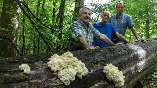Sensations-Schwammerl nahe München im Unterholz gefunden