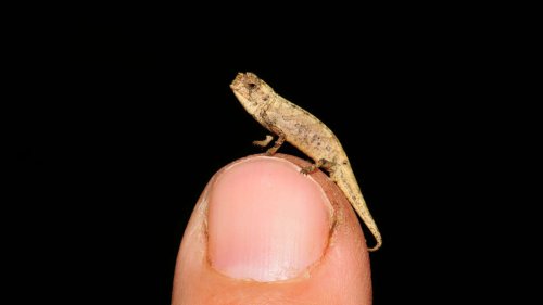 Winzige Wunder: zehn der kleinsten Tiere auf der Welt
