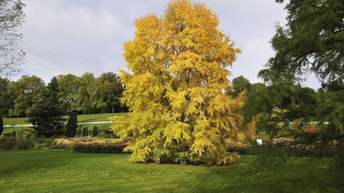 Lebkuchenbaum: Der Duft von Zimt und Karamell im eigenen Garten