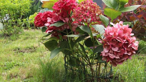 Hortensie stützen: Staudenhalter einfach und billig selber bauen