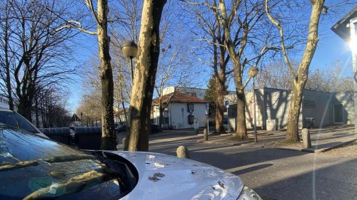 Geheimprojekt Krähen-Abschuss: Modellprojekt in Dachau gestartet