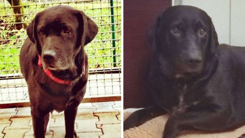 Auf Grundstück mit 134 Hunden aufgewachsen: Django und Terry suchen neues Zuhause – „hatten nie eigenen Napf“