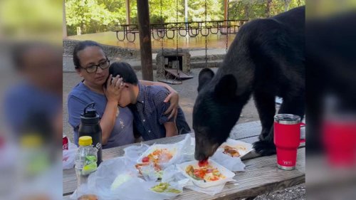 Video zeigt, wie Bär Picknick auffrisst: „Der echte Bär ist die Mama, die ihr Junges beschützt“