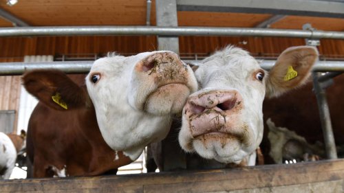 Entlaufenes Kalb hält die Erdinger Polizei auf Trab