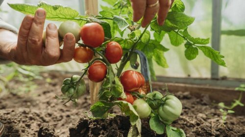 Tomaten düngen – 5 Hausmittel für eine reiche Ernte