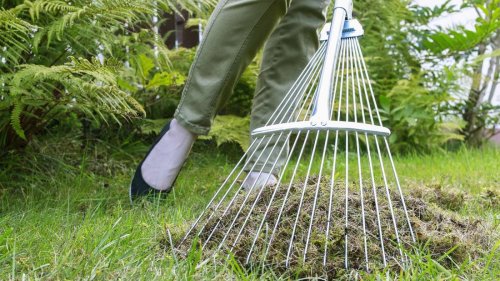 Gartenpflege im Frühjahr: Wie Sie mit Kaffeesatz das lästige Moos im Rasen loswerden
