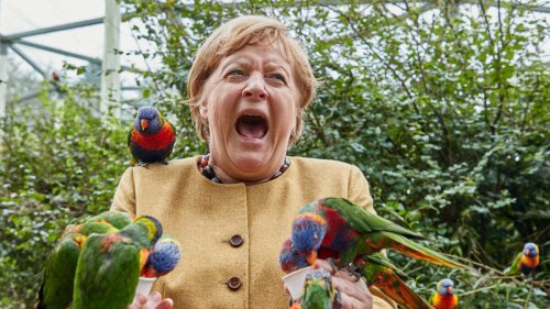 Merkel von Vogel-Invasion überrascht - Kanzlerin wird gebissen und verliert völlig die Fassung
