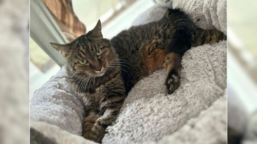 „Letztes Zuhause auf ihre alten Tage“ gesucht: Katzenoma landet im Tierheim