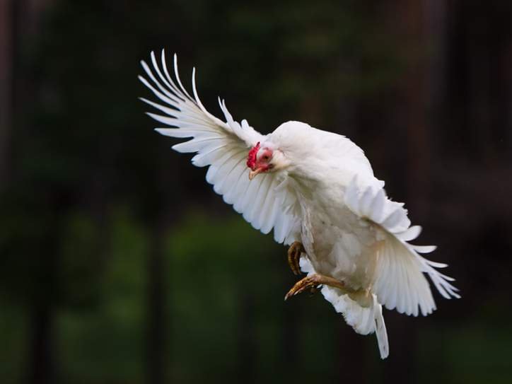 7 Common Idioms That Come from Chickens