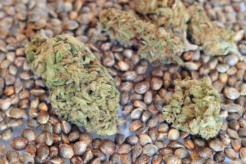Here's What You Need to Know About Buying Premium Marijuana Seeds