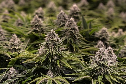 The Top 5 Discoveries in Cannabis Science of 2019