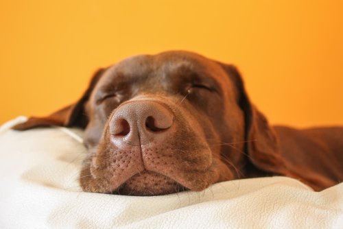 Why Does Your Dog Snore?