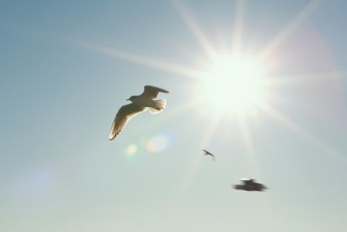 Non, l'été 2021 n'était pas prévu très chaud en France | Météo-Contact