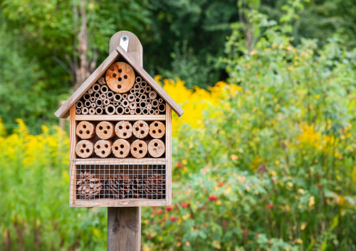 Tu Gutes: Lege ein Sandarium für Wildbienen an – so rettest du Bienen und sicherst die Lebensmittelversorgung