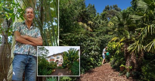 Dad Spends Over 30 Years Turning His Garden Into A Glorious Jungle