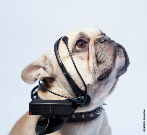 Just four months until we can understand dogs! Dog-to-English translator to become a reality